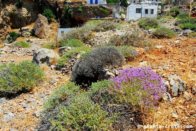 Photo report of a trip around Sfakia, Crete, May 2006